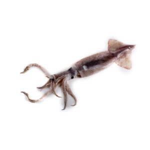 Totano Sporco 12/15cm - al kg