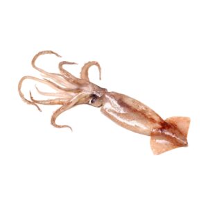 Totano Sporco Atlantico Intero - conf. da 900gr